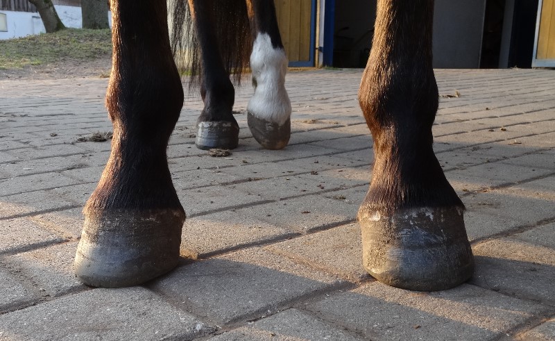 Hoof Care: rehabilitating hooves contaminated with deep thrush