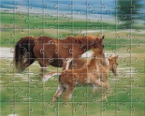 Natural Horsemanship is a way to complete gently the puzzle of horse's mind