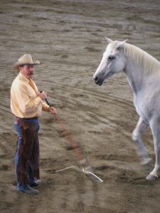 Horsemen: Pat Parelli using the carrot stick in liberty