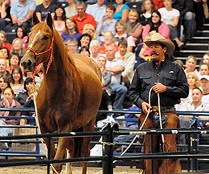 Reiters: Pat Parelli Verkauft von Pferdeshows auf der ganzen Welt