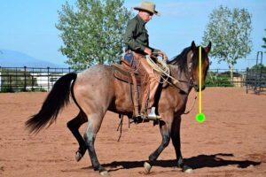 Equitation naturelle : comment obtenir une bonne flexion latérale, par Buck Brannaman