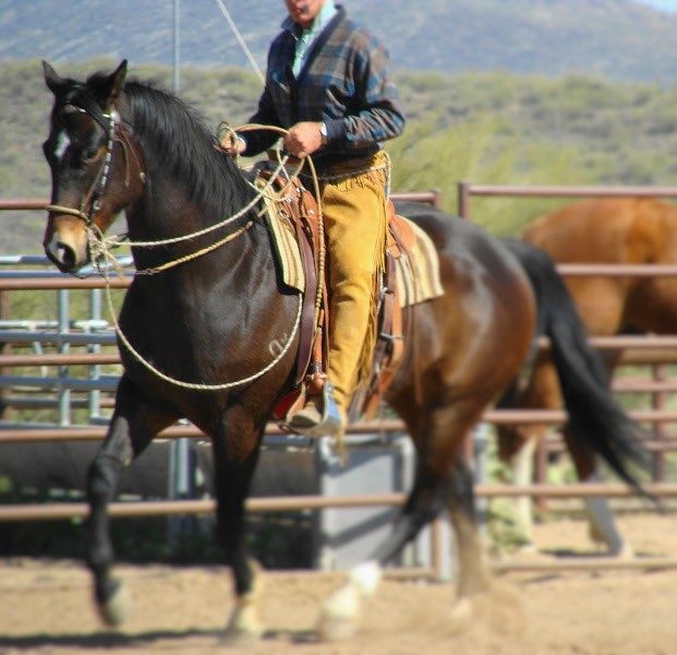 Voyage du bridle horse : les doube-rênes, bosalita et mors à branches californien