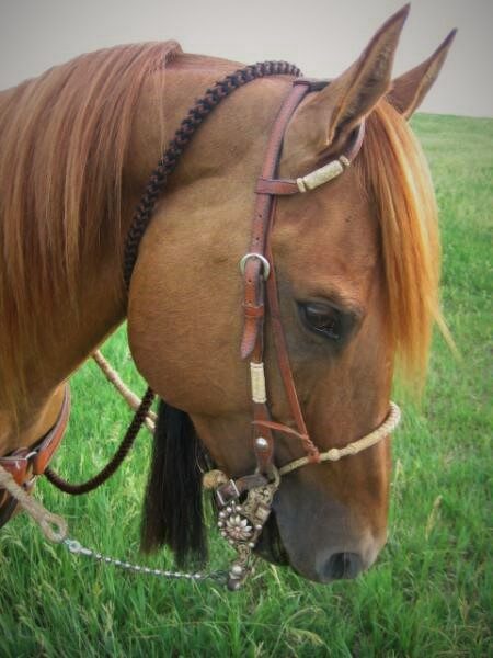 Bridle horse au ranch Double Diamond