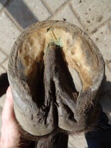 Left front hoof (under)