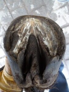 Left front hoof (under)