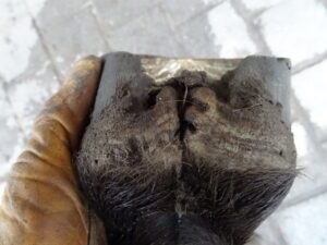 Left front hoof (back)