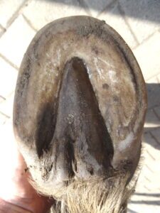 Left hind hoof (under)