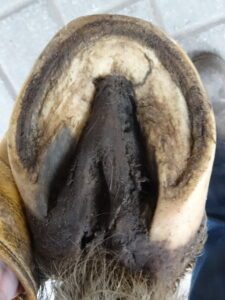 Left hind hoof (under)