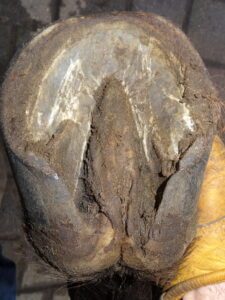 Right front hoof (under)