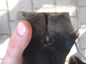Right front hoof (back)