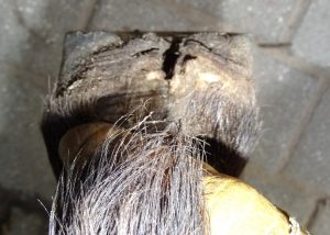 Right hind hoof (back)