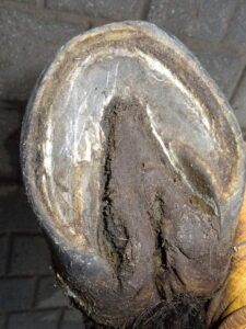 Right hind hoof (under)