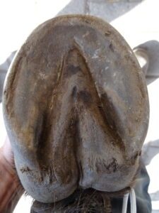 Right hind hoof (under)