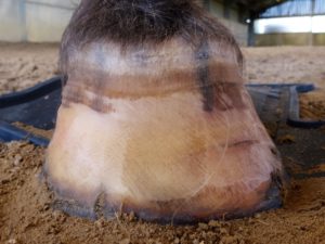 Left front hoof May 2 - Front