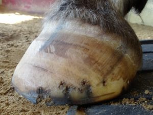 Left front hoof May 2 - Side