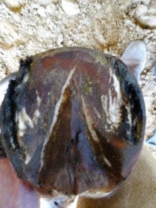 Left front hoof May 2 - Sole