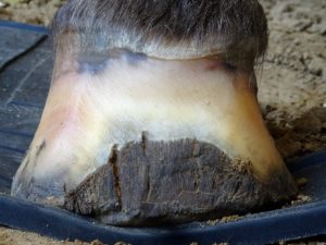 Right front hoof May 2 - Front