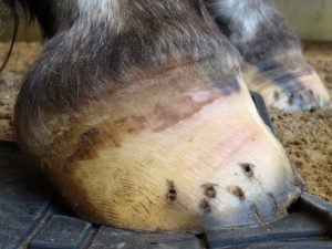Right front hoof May 2 - Side