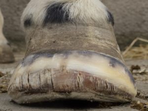 Left front hoof May 7, 2016 - Front