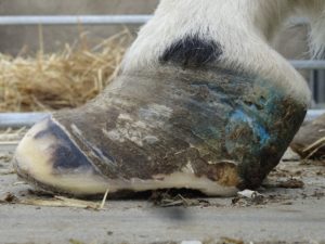 Left front hoof May 7, 2016 - Side
