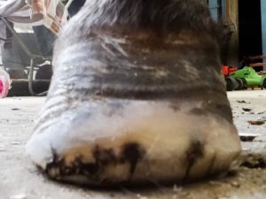Right front hoof October 8 - Front