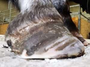 Right front hoof October 8 - Side