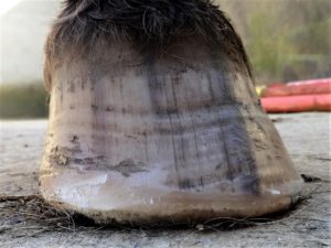 Left front hoof March 10 - Front