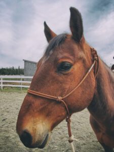 Equipment | Natural Horsemanship