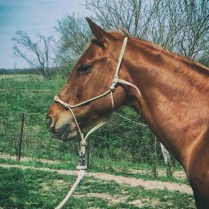 Equipment | Natural Horsemanship Equipment | Natural Horsemanship