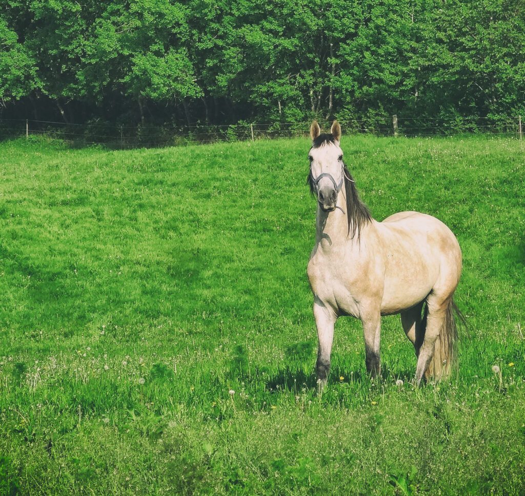 Key principles | Natural Horsemanship Key principles | Natural Horsemanship