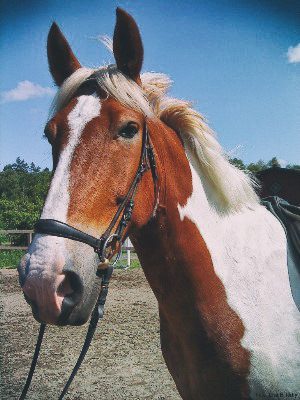 About me | Natural Horsemanship Elmo: the Irish cob who bucked me off… and lead to this web site!